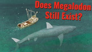 Does Megalodon Still Exist [upl. by Llerrut15]