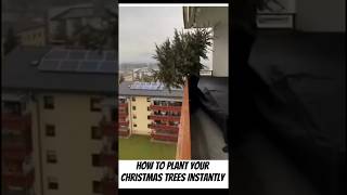 How To Plant Your Christmas Trees Instantly shorts [upl. by Suidualc]