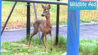 Deer rescue  Wildlife rescuers exhausted [upl. by Laehpar163]