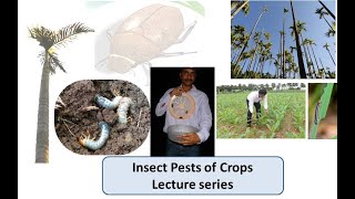 Insect Pests of Crops Lecture 1 Types of damage caused by insects [upl. by Hsemin]