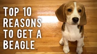 Top 10 Reasons To Get a Beagle [upl. by Elizabeth829]