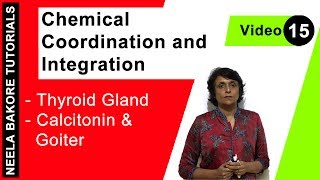 Chemical Coordination and Integration  NEET  Thyroid Gland  Calcitonin amp Goiter  Neela Bakore [upl. by Delwin112]