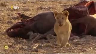 Grandes documentales Cazadores de África Desenlace de la historia del inadaptado [upl. by Ruhl]