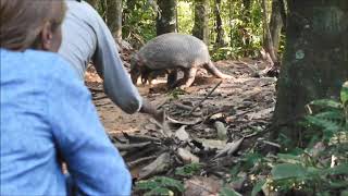 Richard Amable encounter with Giant Armadillo at the Tambopata Reserve [upl. by Wyatan]