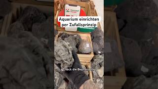 Aquarium einrichten nach Zufallsprinzip aquarium aquascape aquaristik aquariumhobby [upl. by Hgielrac]