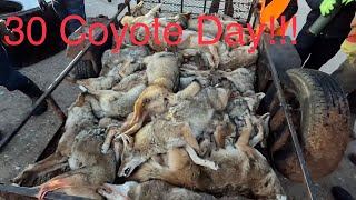 Amish COYOTE Drive Kansas Coyote Hunting [upl. by Vivica]