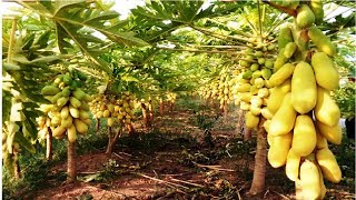 Awesome Papaya cultivation Technology  How to Grow and Harvesting Papaya [upl. by Ysteb]