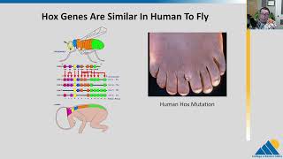 BIOL201 Ch164  Eukaryotic Transcriptional Gene Regulation [upl. by Silvers861]