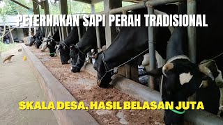 PETERNAKAN SAPI PERAH TRADISIONAL OMSET 18 JUTABULAN [upl. by Kassaraba]