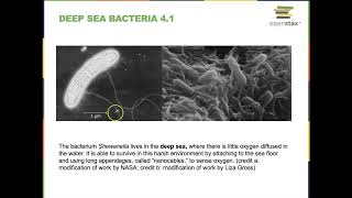 Chapter 4 Lecture [upl. by Osicran]