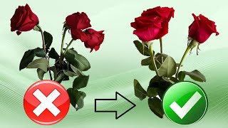 Fading Roses Revival Quick and Easy Method🌹How To Save Your Roses [upl. by Constantine414]