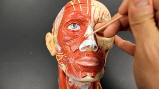 MUSCULAR SYSTEM ANATOMYMuscles of facial expression model description [upl. by Nimaynib]