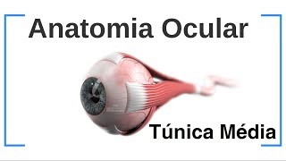 Anatomia ocular  Túnica Média [upl. by Ferrick]