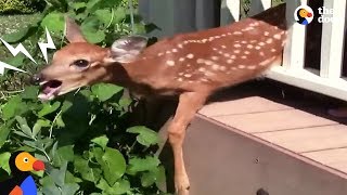 Crying Fawn Rescued From Familys Porch  The Dodo [upl. by Buskirk]