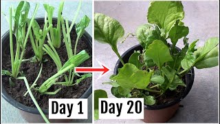 The Simple Way to Grow Spinach without Seeds [upl. by Yblocaj]