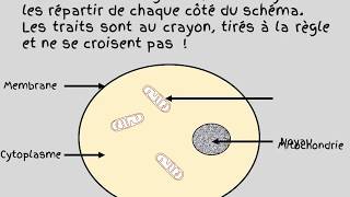 schema dune cellule animale [upl. by Zeena]