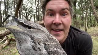 Manninghams Backyard Biodiversity Tawny frogmouth [upl. by Tonl]