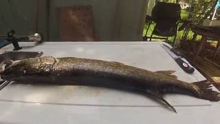 HOW to FILLET a LARGE NORTHERN PIKE 5 CUT METHOD  NO BONES [upl. by Anirdna310]