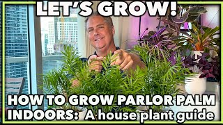 HOW TO GROW PARLOR PALM INDOORS A house plant guide on caring for your parlor palm [upl. by Burget875]