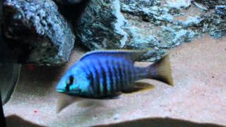 Placidochromis sp Jalo Reef [upl. by Akitnahs181]