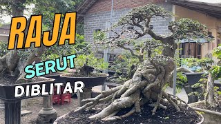 Review Bonsai Koleksi Mas Reza Kempas Kempis [upl. by Heffron]