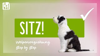 Welpen Sitz beibringen  Welpenerziehung Step by Step [upl. by Horten]