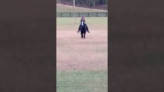 This is a exracehorse I tried yesterday [upl. by Nnanaej]