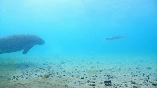 EarthCam Live Underwater Manatee Cam [upl. by Ynneb]