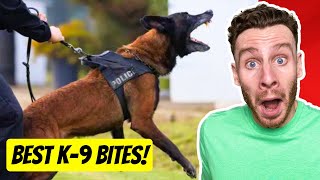 The WILDEST Police K9 Dog Bite Videos  dog trainer reacts [upl. by Gona107]