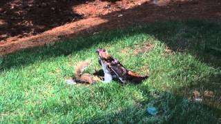 Hawk kills squirrel [upl. by Katz774]