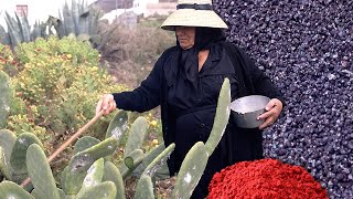 La COCHINILLA y su uso tradicional como tinte natural rojo en alimentos y tejidos  Documental [upl. by Kermie]