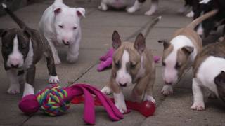 Mini Bull Terriers WeShootit puppies From Friars Point 2018 [upl. by Otilesoj]