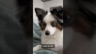 Can my dog see me through FaceTime What does a Blue Merle Australian Shepherd look likebestfriend [upl. by Stephenson]