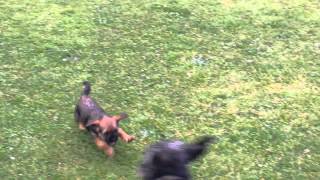 Border terrier vs Bedipoo Bedlington terrier [upl. by Yewed]