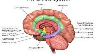 2014 Personality Lecture 16 Extraversion amp Neuroticism Biology amp Traits [upl. by Coplin]