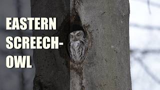 Eastern Screech Owl Megascops asio [upl. by Sitruk]