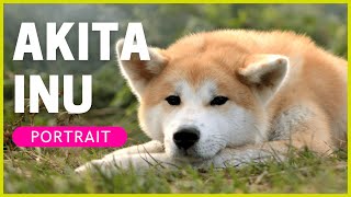 AKITA INU  Rasseportrait  Charakter Haltung amp Erziehung [upl. by Ilatfan529]