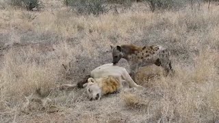 Hyena eating a male lion [upl. by Adnawot653]