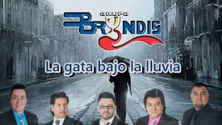 Grupo Bryndis  La gata bajo la lluvia Video Lyrics 360° [upl. by Bibbye]