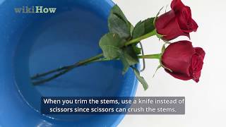 How to Keep Roses Fresh [upl. by Ayoras]