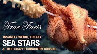 True Facts Sea Stars [upl. by Nehr187]