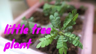 Grow biophytum sensitivum from seed  Little Tree Plant [upl. by Anelyak]