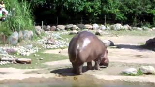 Farting Hippo Worlds Biggest Fart [upl. by Riordan824]