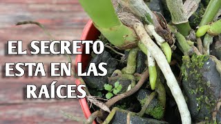 Cómo plantar una orquídea en un tronco Fácil y Paso a paso [upl. by Skees932]