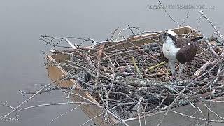 Patuxent River Park Osprey Nest 2 [upl. by George]