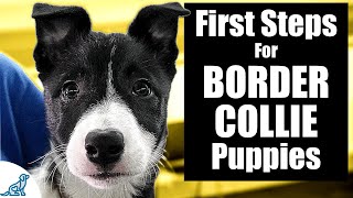 Border Collie Puppy Training  10 Skills To TEACH FIRST [upl. by Aicnatsnoc]