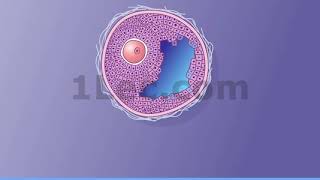 Maturation of the Follicle and Oocyte [upl. by Alysa]