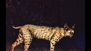 Bobcat Facts amp Figures  AZ Desert [upl. by Aneel902]