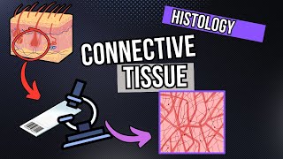 Connective Tissue Under the Microscope Development and Structure [upl. by Boigie879]