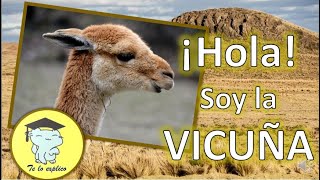 HOLA SOY LA VICUÑA [upl. by Jerrine155]